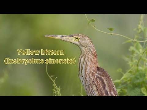 The Beautiful Yellow Bittern (Ixobrychus sinensis) Bird: A Small Bittern of Old World Origins