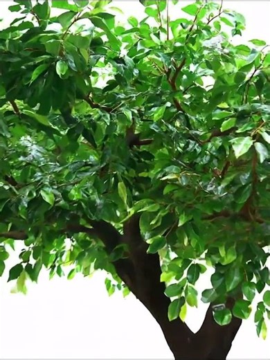 Chinese factory making artificial big trees and plants. #cozydecor #bonsai #beach