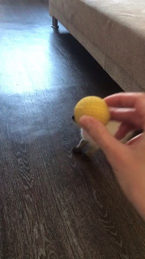 #котейка #дрессировкакота #cat #siamesecat #ネコ #кот #милота