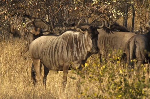 622K views · 33K reactions | Lion -3 [ हिन्दी डॉक्यूमेंट्री ] #wildlife #documentary #discoverychannel #jungle #Survival # Survivals World # Wildlife Telecast st | Survivals Telecast | Facebook