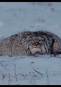 Adorable Pallas's Cat Kitten