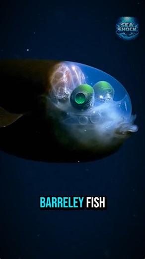 This Fish Has a Transparent Head 😲 #oceanfacts #deepsea #barreleyefish #transparent #mystery #fish