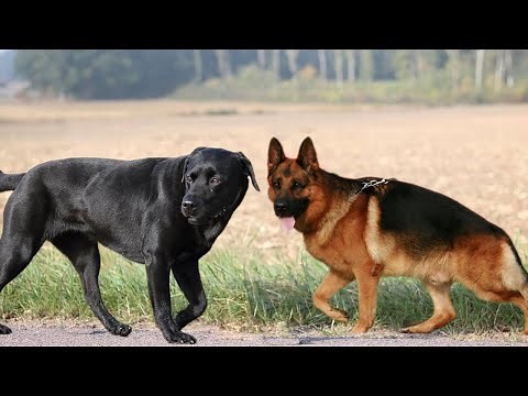 Labrador VS German Shepherd | GSD VS Lab | Dogmal