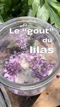 [THE "TASTE" OF LILAC] #flowers #wildplants #foraging #garden #recipe #culinarybotany