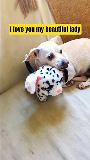 Caught My Dog Cuddling His Girlfriend 😂🐶💞 #funnydog #dogshorts #talkingdog