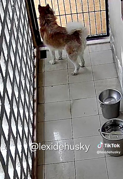 Howling Husky #husky #huskylife #siberianhusky #howlingdog #dog