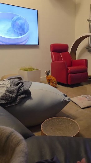 Chinchilla bathing vedios 😅 #sphynx #sphynxdaily #貓星人 | Connie Yong