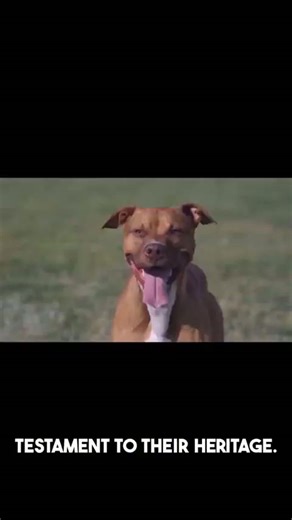 The secret behind pit bull power!