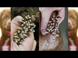 Dog Mangoworms Removal Compilation - Botfly removal #