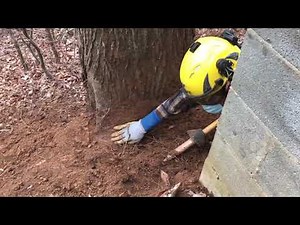 Improve your tree's health! Watch this Airspade root collar excavation and read description!