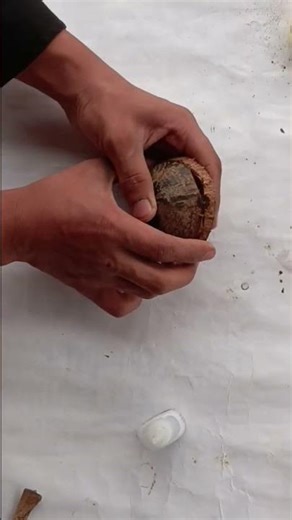 how to make a coconut shell craft #NandhuSAV craft #Handmade #simple craft #trending