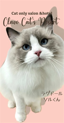 ただただ、可愛い❤️ ラグドールのソル君🐱✨ 定期的に通ってくださっているソル君。 いつも思うのですが… 飼い主様のお手入れが本当に素晴らしいんです🥹✨ 毛玉もなく、被毛はふわふわ。 毎回とっても綺麗な状態で来てくれるので感激しています❤️ お家でのお手入れと定期的なシャンプーの積み重ねですね👏✨ お風呂もすっかり慣れっこで、 シャンプー中も落ち着いていてとってもお利口さん🛁🐾 性格も抜群！で、 お顔が可愛すぎる🥹❤️ 見ているだけで癒されるソル君でした✨ Claw Cat's Resort クロウキャッツリゾート 和歌山市中島 「うちの子、お風呂苦手かも…」 そんな猫ちゃんも多いですが、 小さい頃からの習慣や、 無理のないペースで続けることで、 シャンプーが平気な子もたくさんいます🐱🛁 ソル君も定期的なケアでお風呂に慣れているので、 とっても落ち着いてシャンプーさせてくれます✨ 猫ちゃんの負担をできるだけ少なく、 その子のペースに合わせて施術しています🐾 ご予約・お問い合わせはDMまたは公式LINEからお気軽にどうぞ💌 #ラグドール #猫トリミング #トリミング 