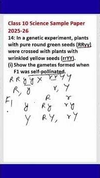 Class 10 Science Sample Paper | CBSE 2025-26 | Q14 | In a genetic experiment, plants | RRyy | rrYY