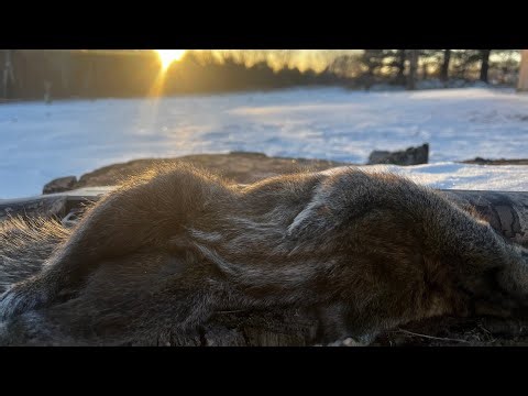 Winter Rabbit and Squirrel Hunt (Plus Mink Trapping)