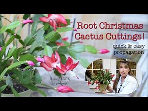 Root Christmas Cactus Cuttings to Propagate (Schlumbergera): easy and effective!