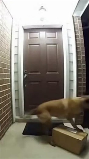 Porch Pirate Ninjas Didn’t Expect the Dog 😂🐕 #ringcam #porchpirates #doorbell