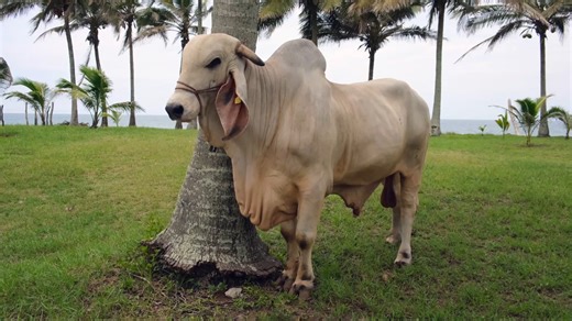 Conoce la raza de ganado #Indubrasil 🐮 | Veracruz Agropecuario