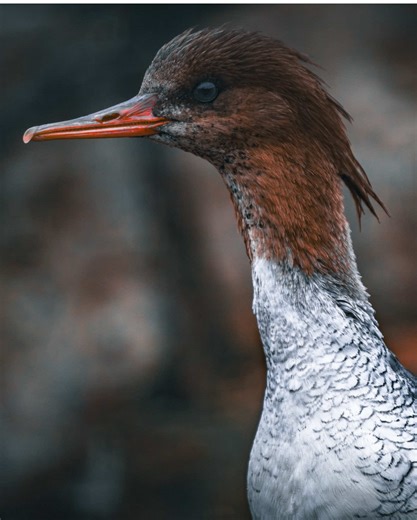 In the UK, this bird the Goosander was once officially branded a Salmon Thief. Because they are so incredibly good at using those serrated sawteeth to snatch slippery fish, fishermen used to think they were emptying the rivers of prize Salmon and Trout! They were actually persecuted for years because of their criminal hunting skills. But here’s the twist They aren’t just ducks they are underwater snipers. They can dive 30 meters deep and fly through the water to chase down prey. #birdwatching #b