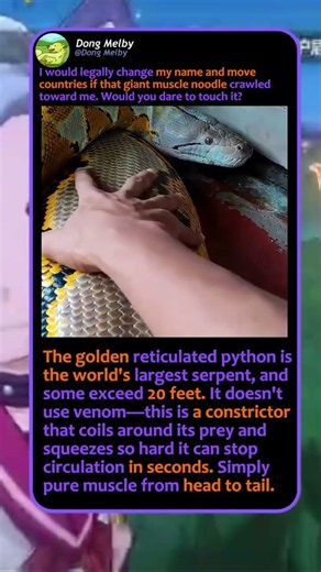 World's Heaviest Muscle Noodle! 🐍 #Wildlife #Snakes #Nature