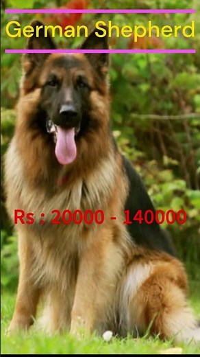 2024 වසරේ සුනඛ මිල ගණන් (Part 01) | Dog Price in Sri Lanka 2024 #dogpricesrilanka #dogprice2024