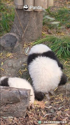 No One Can Resist The Charm Of A Baby Panda’s Back View | iPanda #shorts