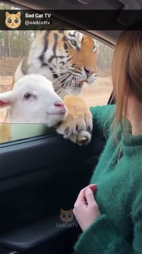 Sheep Runs to Woman for Help as Huge Tiger Hunts It… She Holds It and the Tiger Stops 😱