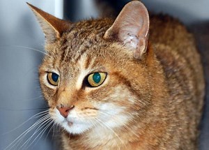 Snapping Turtle Run Over, Killed in New Canaan