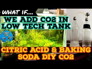 DIY CO2 Using Citric Acid & Baking Soda | Experimenting Lowtech Planted Tank With DIY CO2 | Easy CO2