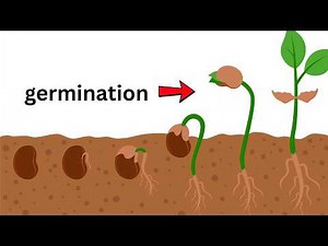 Seed Structure Explained | Inside a Seed | Seed Coat, Embryo & Food Storage | Plant Biology