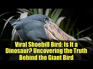 Viral Shoebill Bird: Is It a Dinosaur? Uncovering the Truth Behind the Giant Bird