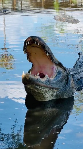310K views · 3.4K reactions | Larry the Alligator with a big yawn from having all that fun today at Gatorland Orlando‼️ #florida #alligator | Gatorland Orlando | Facebook