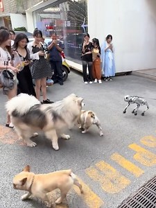 514K views · 3.4K reactions | Dogs' reaction after meeting robot dog! | Simple Life | Facebook