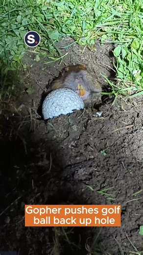 A gopher was recently spotted trying to expel a golf ball out of its hole in San Diego, California, in a moment reminiscent of the 1980 film Caddyshack! #gopher #golfer #golfing #golfcourse #golfball #gopherencounter #golfcoursegolfer #caddyshackgopher #caddyshack #omg #lol #wow #funny #unbelievable #fyp #foryoupage