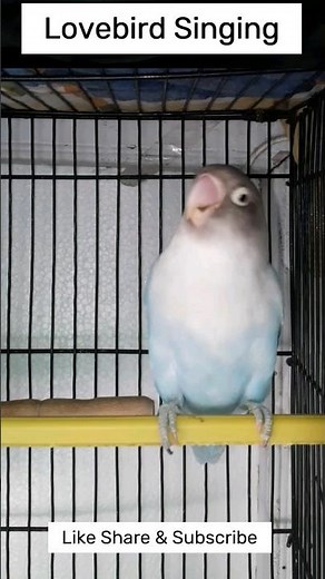 Lovebird SINGING and CHIRPING sounds #birds #lovebird #parrot 💙🍍🍜