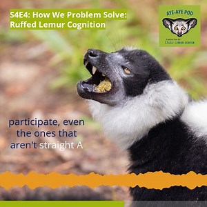 3.2K views · 52 reactions | New Aye-Aye Pod episode just dropped! ...