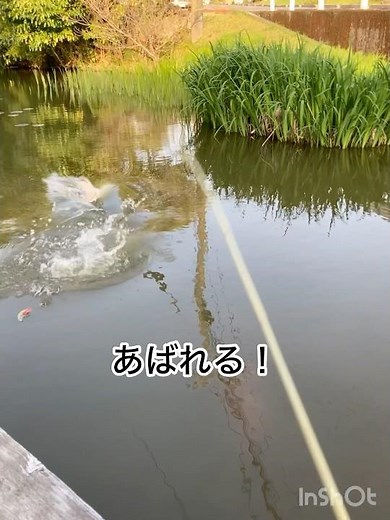 ザリガニ釣りに行こう。 #釣り