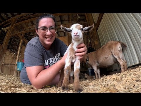 She Tricked Me AGAIN! Nigerian Dwarf Goat Birth Vlog: Stormy