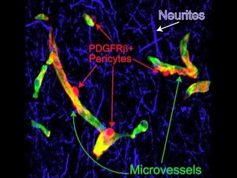 Pericyte Control of Neurovascular Function