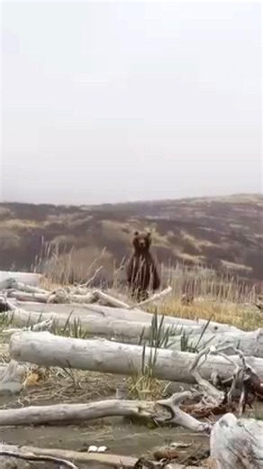 La charge d’un grizzly filmée en direct#Grizzly #Ours #NatureSauvage #Aventure #Adrénaline #VieSauva