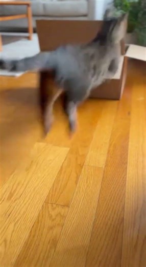 Cat's Epic Box Jump FAIL