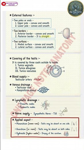 Male Reproductive System:External Genitals & Testis Notes | MBBS |BAMS #shorts #anatomy #testis