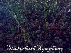 Stickerbush Symphony - Jhuntstramental