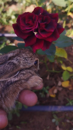new red black beutiful dutch rose //#rose #flowers