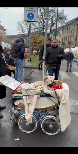 596K views · 10K reactions | Riposto il video dell’anno scorso con l’audio originale che mi hanno tolto, ma che ha fatto il giro del mondo oltre 21 milioni di visualizzazioni! | michi elite | Facebook