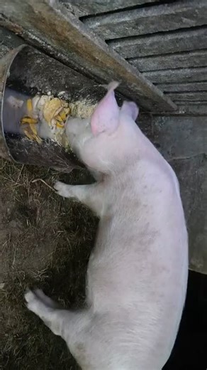 pig is eating slop. dinnertime #slop #oats #aislop #realslop #asmr