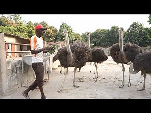 Senegal ostrich farming turn lucrative business