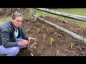 Propagation: Siberian Iris Fall Division