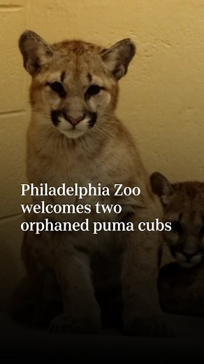 The Philadelphia Zoo in Pennsylvania has adopted two orphaned puma cubs from Washington state. The sibling cubs — a boy and a girl about 20 weeks old — were rescued in Kalama, Washington in June, and were initially cared for by wildlife experts at the Washington State Department of Fish and Wildlife (WDFW), said Philadelphia Zoo in a press release. Learn more at the link in our bio. | USA TODAY
