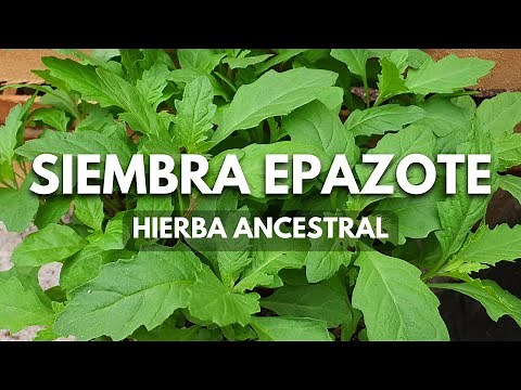 Cómo sembrar EPAZOTE en maceta/hierba aromática milenaria de fácil cultivo.