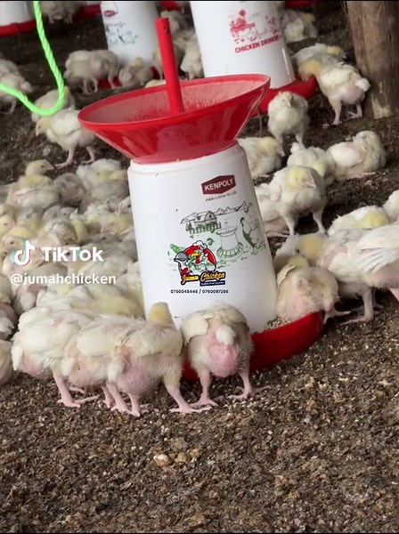 jumachicken (@jumahchicken)’s videos with original sound - allanuthuman